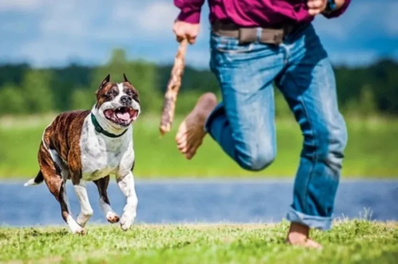 mơ thấy chó cắn là điềm gì