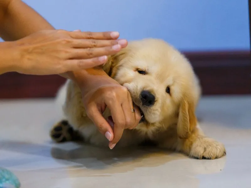mơ thấy chó cắn là điềm gì