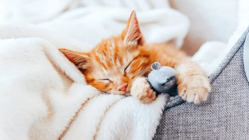 Mơ thấy mèo phản ánh trực giác, sự độc lập và những thay đổi trong cảm xúc.